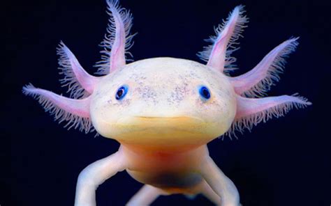 Mexican Axolotls Characteristics Reproduction Hábitats And More