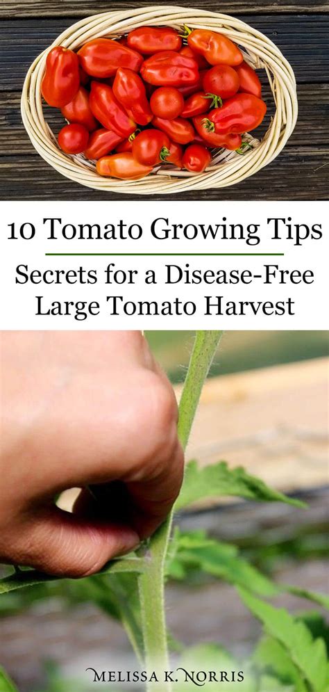 Planting Tomatoes 15 Must Know Growing Tips Melissa K Norris
