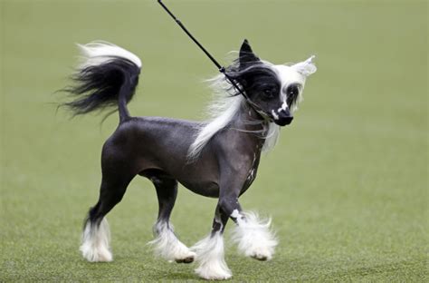 Breeds 101 Meet The Affectionate Chinese Crested