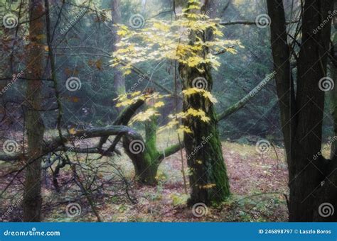 Yellowing Autumn Tree Leaves In The Forest Fall Season Turning Colors