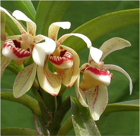 Vanda Pumila Orchidées 100 Graines Amazonfr Jardin