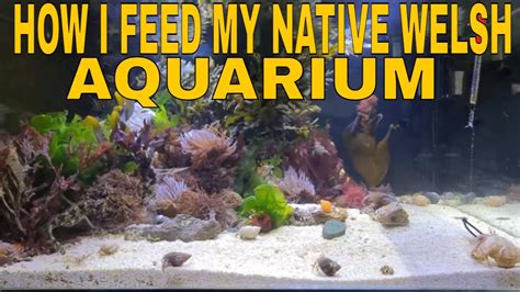 Welsh Native Marine Aquarium Feeding The Fish And Anemones Youtube