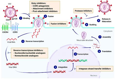 Available Anti Hiv Drug Families And Their Mechanisms Of Action