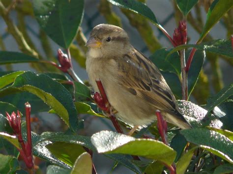 Fotos Gratis Naturaleza Rama Pájaro Flor Animal Fauna Silvestre