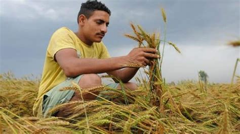 Late Rice Harvesting Delays Wheat Sowing Latest News India