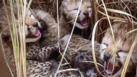Three Cubs Born To Namibian Cheetah At Kuno Park In Mp