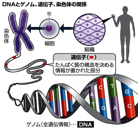 遺伝子理由に差別究極の個人情報、知らずにいる権利も がんとゲノム ：朝日新聞デジタル