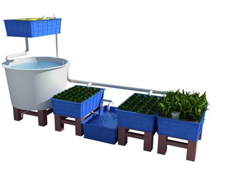 What Is The Right Fish To Plant Ratio In Aquaponics Aquaponics For
