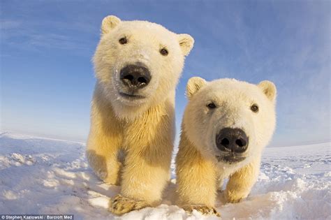 Ice To See You Curious Polar Bears Get Up Close And Personal With