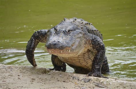 Gator Get Aggressive After Having A Beer Brewers Journal Canada