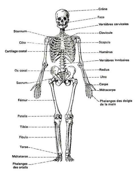 Squelette Humain Nombre D Os Squelette Humain Anatomie Squelette Squelette Corps Humain