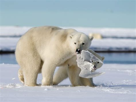 Photo Of The Day Polar Bear Bear Photos Bear