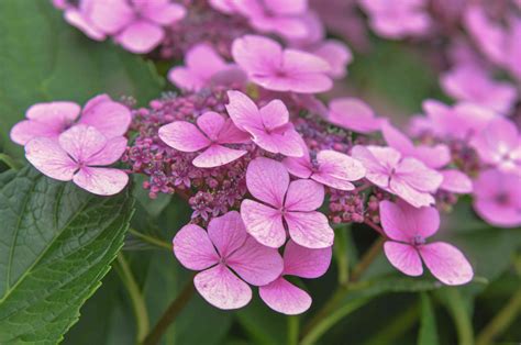 How To Grow And Care For Lacecap Hydrangea