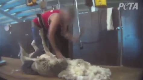 Horrifying Undercover Footage Shows Sheep Being Brutally Punched And Kicked Youtube