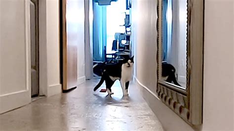 Why is my cat meowing at night? Kodi the Cat Meows Loudly in an Empty Hallway After ...