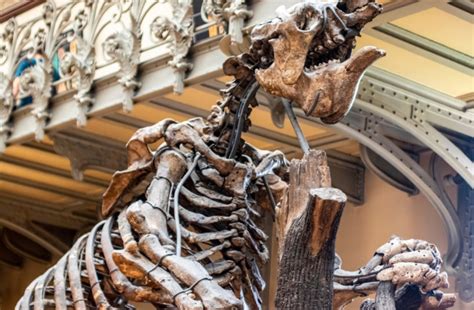 Weighing Over 2,000 Pounds, Giant Ground Sloths Once Roamed the