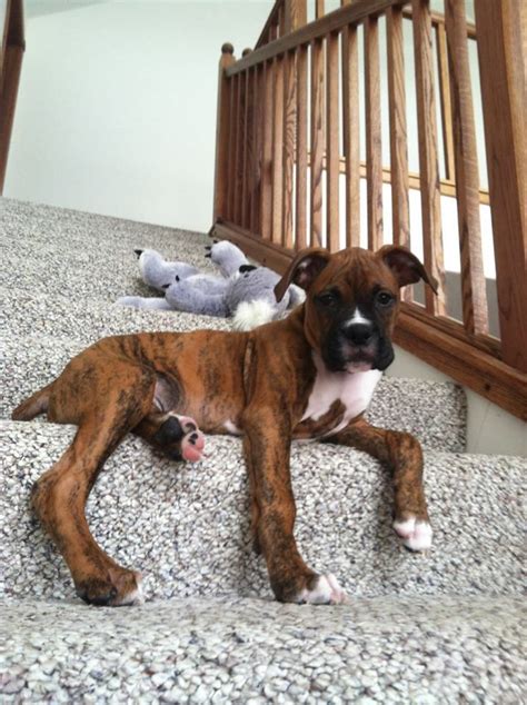 Baby Brindle Boxer Boxer Dogs Brindle Boxer Boxer Puppies