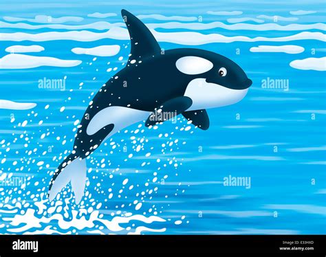 Killer Whale Leaping Hi Res Stock Photography And Images Alamy