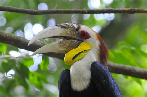 Burung trucukan, sebenarnya bukan jenis burung petarung sejati, dan sifat fighternya tersebut biasanya di pengaruhi oleh sifat teritorial dan juga di pengaruhi agar kualitas suara burung trucukan mampu mengeluarkan suara yang berkualitas pada saat lomba, maka ada beberapa hal yang perlu di. Gambar burung, jenis burung, foto burung, kicau, burung kicauan, download gambar, download suara ...