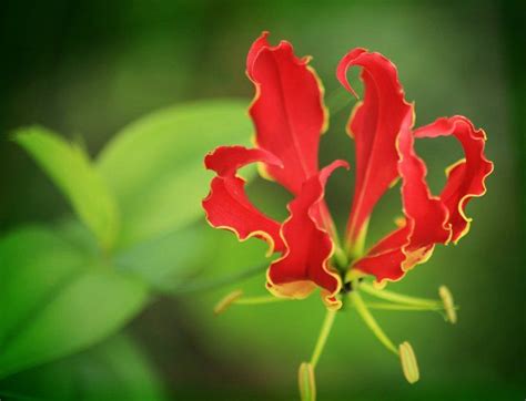 Flame Lily Zimbabwes National Flower Macro Photography Beautiful