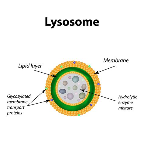 Lysosomes In An Animal Cell