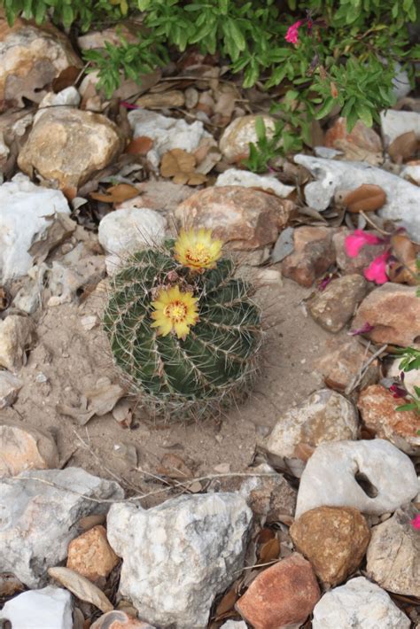 Rock Oak Deer Wordless Wednesday Native Barrel Cactus