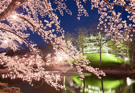 Takada Castle Site Park Cherry Blossom Festival Tourism Of All Japan