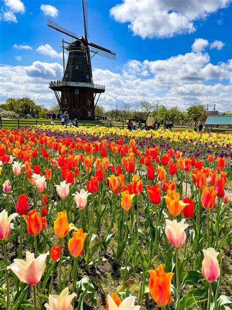 10 Things To Do During The Tulip Time Festival In Holland Michigan