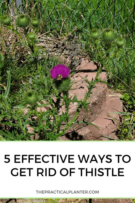 5 Effective Ways To Get Rid Of Thistle The Practical Planter