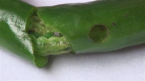 3 Pepper Insects To Watch Out For Growing Magazine