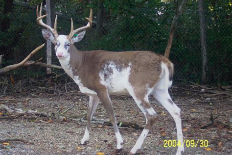Piebald Deer