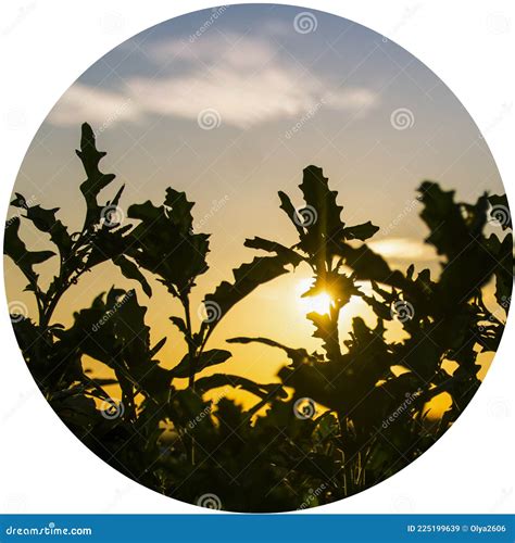 Highlights Icons For Design Of Social Networks Sunflowers At Sunset