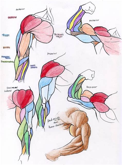 Muscle Reference Arm By 10kk On Deviantart In 2020 Anatomy Reference