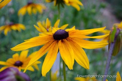 How To Grow Black Eyed Susans In Your Cottage Garden Also Known As