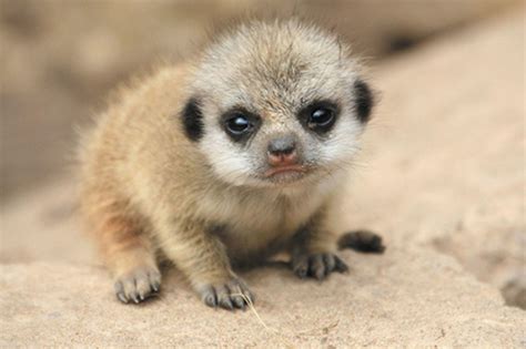 Baby Meerkats Wallpapers Top Free Baby Meerkats Backgrounds