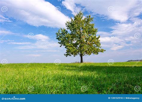 Lonely Tree In The Meadow Stock Photo Image Of Nature 128152918