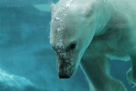 1920x1080 Polar Bear Swim Under Water Wallpaper  Coolwallpapersme