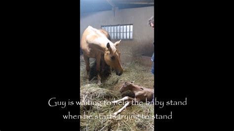 Pregnant Horse Gives Birth To A Foal But Wait Till You See The Event