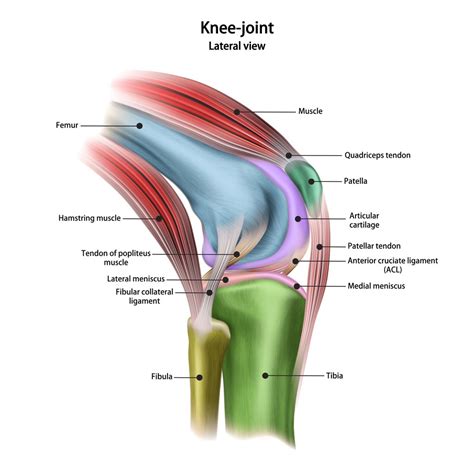 Anatomy Of Knee