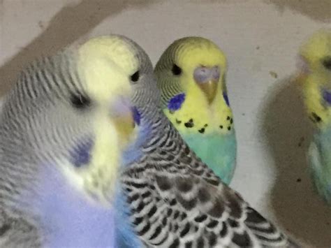 Budgie parakeets are social creatures just like us and will desire to spend time in the same room with you (and family) during the. Young budgies for sale | Birdtrader