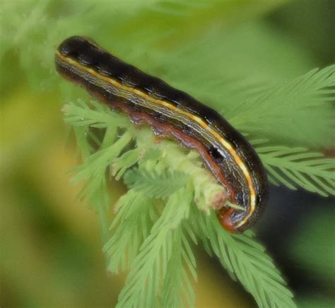 Yellow Striped Armyworm Moth Brandeis University Holometabolous