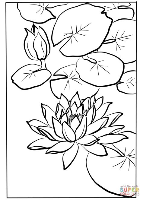 Water Lily Coloring Pages Realistic Coloring Pages