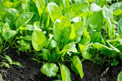 Spinach Plant Stock Photos Pictures And Royalty Free Images Istock