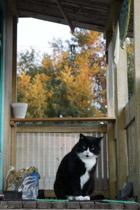 un chat assis sur le rebord d une fenêtre photo photo chat gratuite sur unsplash