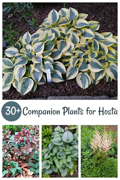 Hosta Companion Plants Plants Bb