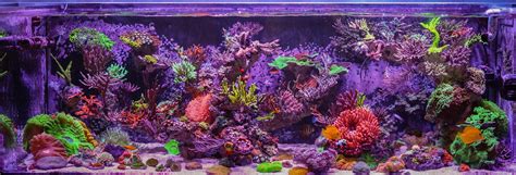 Jourdys 90 Gallon Reef Tank Will Add A Burst Of Color To Your Day