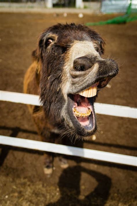Funny Donkey Showing Its Mouth Requesting Carrots Stock Image Image