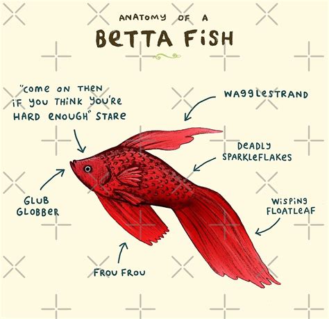 Anatomy Of A Betta Fish By Sophie Corrigan Redbubble