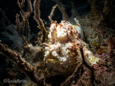 Easy Guide To Frogfish Species Art Of Scuba Diving