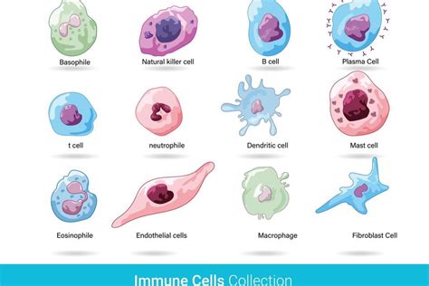 Mapping The Types And Traits Of Immune Cells